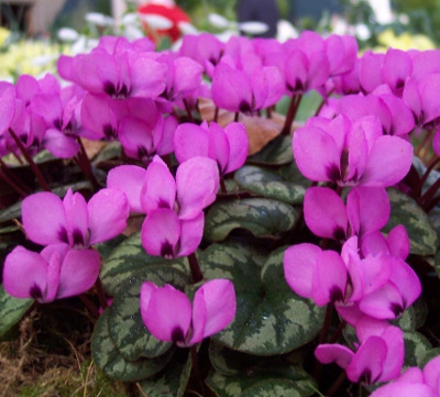 Cyclamen coum 